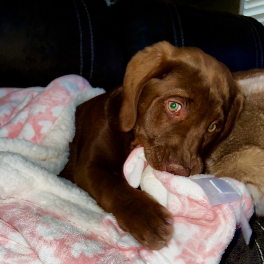 Meet your Posher, Kristal